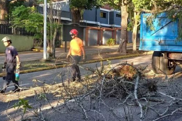 Se cumple tala preventiva en la avenida 19 de Abril