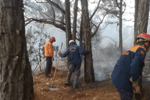 Incendio vegetación